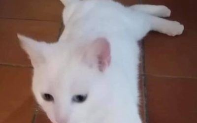 Les Chats A L Adoption A La Spa De Normandie Spa De Basse Normandie