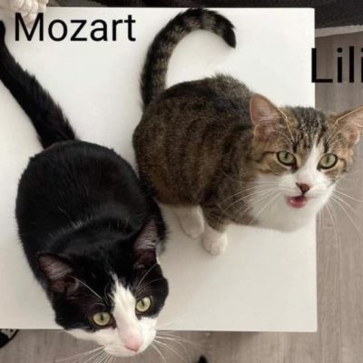Lili & Mozart