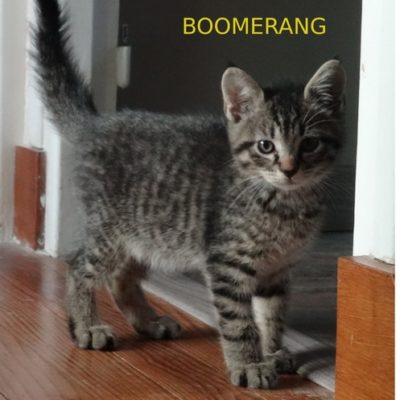 Boomerang