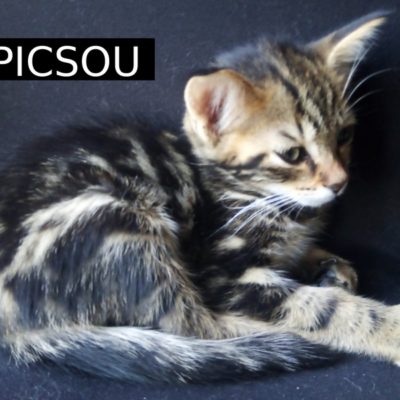 Picsou