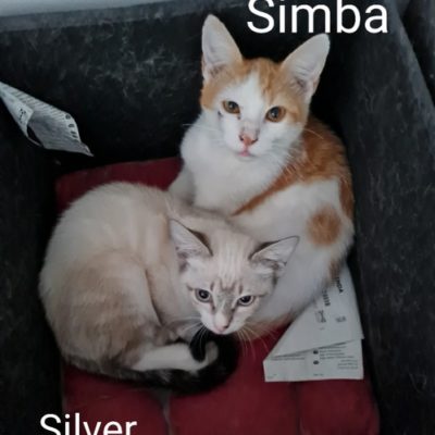 Simba