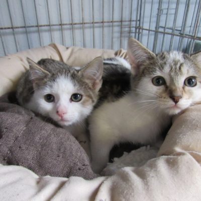 capucine et victoire