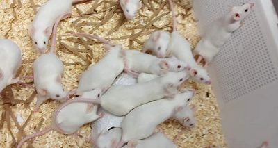 9 souris femelles