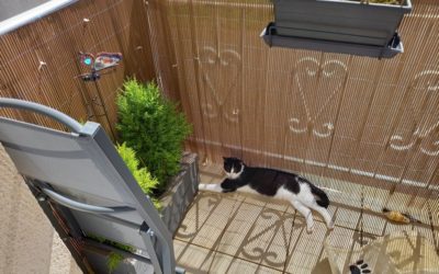 Des nouvelles de Sybelle