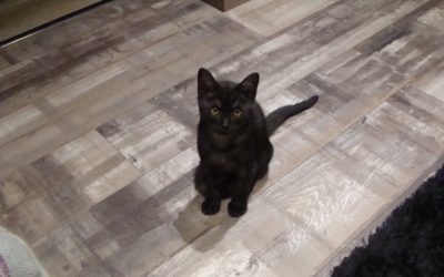 Nouvelles de  Bagherra et Nooga son grand frère
