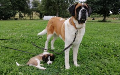 Des petites nouvelles de Simba