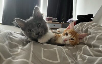 Petites nouvelles après adoption chaton