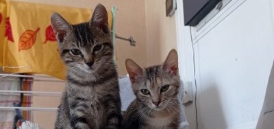Nouvelles de Praline et Lyla