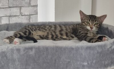 Bonjour voici Simon