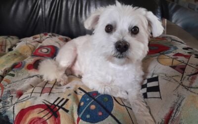 Olaf ,adopté début Août
