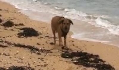 Alpha à la mer
