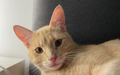 Nouvelles de Simba (Sardou)