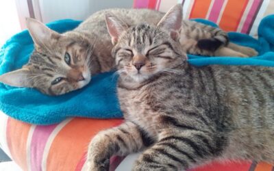 Petites nouvelles de Peter et Wendy