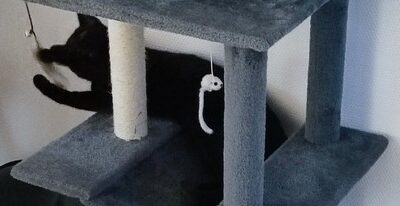 Des nouvelles d’ Arya