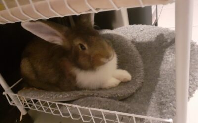 Petit lapin Damon