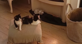 Des nouvelles des chatons