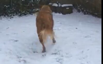 Alph  à la neige