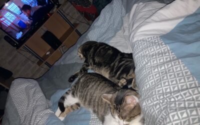Oreo & Câlin