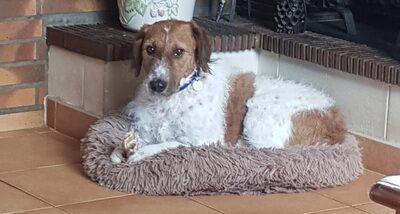 Photo de Paddy