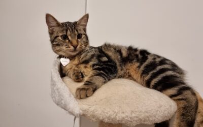 Quelques photos de Tara (Clover)