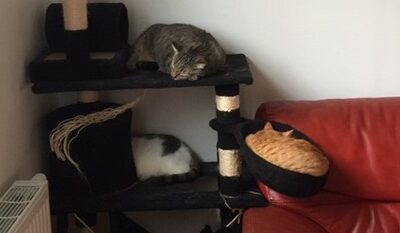 Sam, Soja et Owen (ex Pataud)