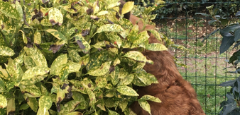 ALPHA AU JARDIN