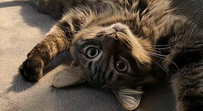 Félix