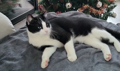 Okko (anciennement Calico)