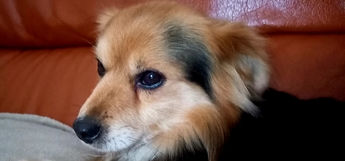 Photos de Sulky