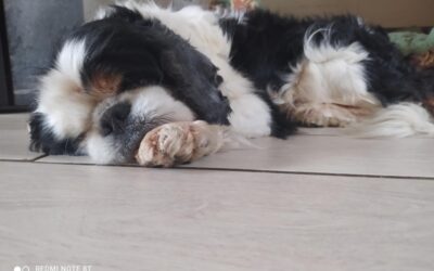 Figaro