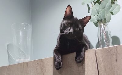 Azrael
