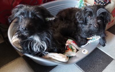 Cannelle et Rebelle