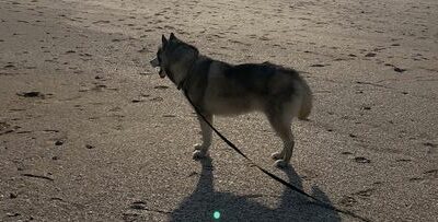 Marley à la plage