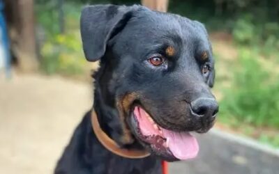 PACO (Rottweiler) Reservé