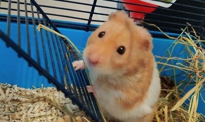 HAMSTER N°1