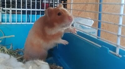 HAMSTER N°2