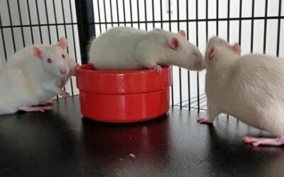 3 RATS BLANCS (INSÉPARABLES)