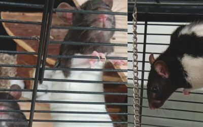 3 RATES NOIRES ET BLANCHES (INSÉPARABLES)
