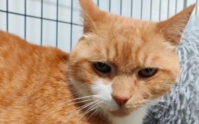 ZAZOU (EN SAUVETAGE)