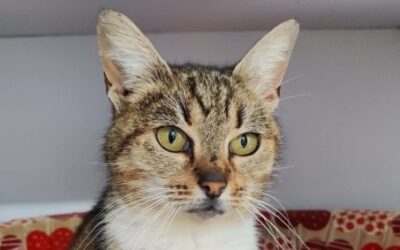 CLARA