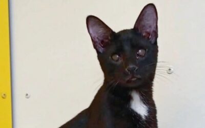 ONYX