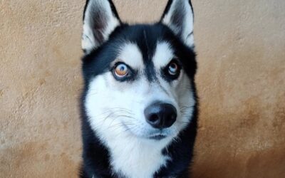 SPYKE