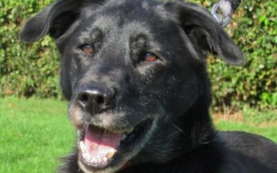 TANAKA (OPÉRATION DOYEN