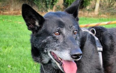 GUS (OPÉRATION DOYEN)