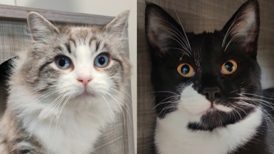 BANANE & BIGMOUTH (INSÉPARABLES !) Réservés