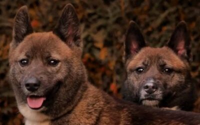 UKOLA & UKAMI (INSÉPARABLES)