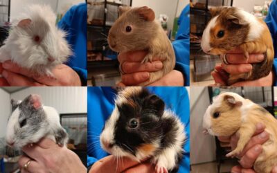 NOS COCHONS D&rsquo;INDE