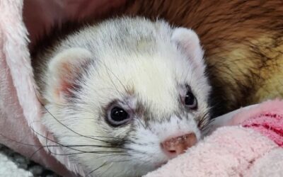 Départs décembre 2025