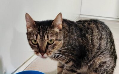 NENSI (EN SAUVETAGE) – Réservée