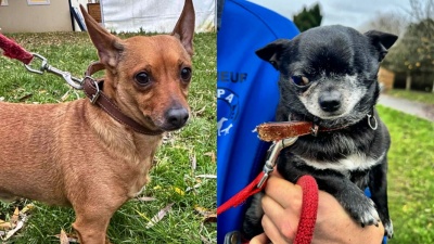 PAPITO & ALBATOR (INSÉPARABLES !)